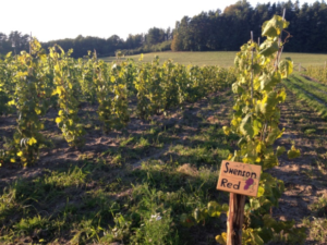 Winnica Kadyny październik 2013 woda aktywna wzrost winorośli 3 metry na foto po przycięciu.